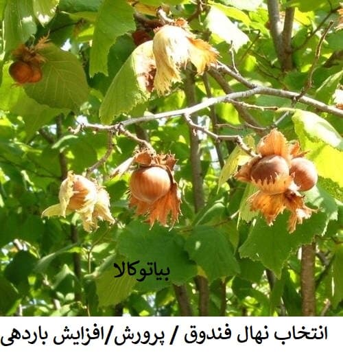 چگونه فندق بکاریم؟ آموزش مرحله‌به‌مرحله برای باغداران تازه‌کار